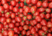 Campagna pomodoro da industria 2025: inizia la raccolta e trasformazione nel Nord Italia