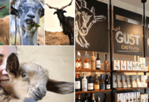 Tenuta Principe Mezzacane: la capra cilentana rinasce con formaggi d’eccellenza e visione sostenibile