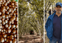 La Nocciola Etnea riconquista le pendici del vulcano