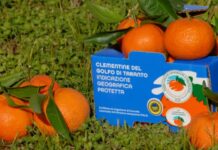 Clementine del Golfo di Taranto IGP negli aeroporti con ITA Airways per “Viaggio nelle eccellenze”