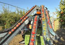 Melagrana italiana, raccolto in calo: Masseria Fruttirossi chiude la stagione a metà dicembre