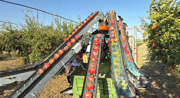 melegrane_italiane_produzione_calo_masseria_fruttirossi