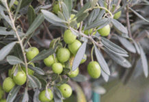 Olivicoltura italiana 2025: ripresa produttiva in corso ma manca una strategia di sistema