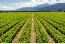 Il mercato bio europeo raggiunge quota 58,7 miliardi. Italia leader nei risultati