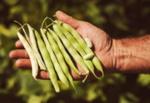 Slow Food, quinta edizione per “Aggiungi un legume a tavola” con oltre 100 ristoratori