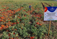 La Doria e EVJA, filiera del pomodoro sempre più green: i numeri del 2025