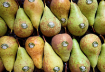 Pera dell’Emilia Romagna IGP a +50% nelle vendite: il marchio cresce mentre il settore pericolo nazionale arretra