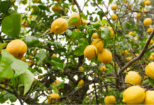 Carta dei paesaggi agrumicoli: impegno condiviso per i limoneti della Campania