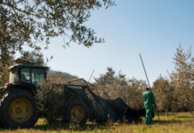 Olio di oliva, la filiera si prepara ai nuovi limiti europei sui MOAH